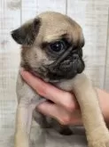 パグ【栃木県・女の子・2024年11月20日・フォーン】の写真14