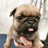 パグ【栃木県・女の子・2025年10月14日・フォーン】の写真4