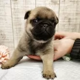 パグ【栃木県・女の子・2025年10月15日・フォーン】の写真4