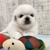 ペキニーズ【栃木県・男の子・2025年7月16日・ホワイト&クリーム】の写真4