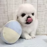 ペキニーズ【栃木県・男の子・2025年7月16日・ホワイト&クリーム】の写真5