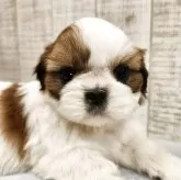 シーズー【栃木県・女の子・2025年10月12日・ホワイト&ゴールド】の写真5