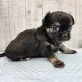 チワワ(ロング)【栃木県・男の子・2025年7月27日・ブラック&タン】の写真13