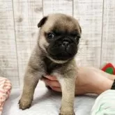 パグ【栃木県・女の子・2025年10月15日・フォーン】の写真5