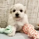 ペキプー(ペキニーズ×トイプードル)【栃木県・女の子・2025年10月10日・ホワイト】の写真2