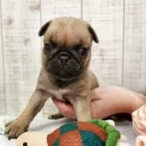 パグ【栃木県・女の子・2025年10月14日・フォーン】の写真6