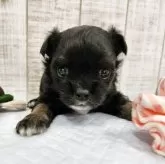 チワワ(ロング)【栃木県・男の子・2025年10月29日・ブラック&ホワイト】の写真6