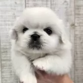 ペキニーズ【栃木県・男の子・2025年7月16日・ホワイト&クリーム】の写真6