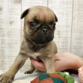 パグ【栃木県・女の子・2025年10月14日・フォーン】の写真7