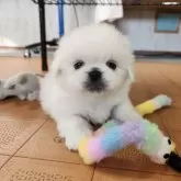ペキニーズ【栃木県・男の子・2025年7月16日・ホワイト&クリーム】の写真8
