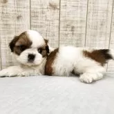 シーズー【栃木県・女の子・2025年10月12日・ホワイト&ゴールド】の写真8