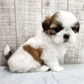 シーズー【栃木県・女の子・2025年10月12日・ホワイト&ゴールド】の写真9