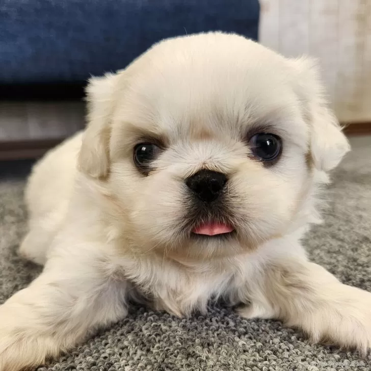 ID：2410-04990の子犬