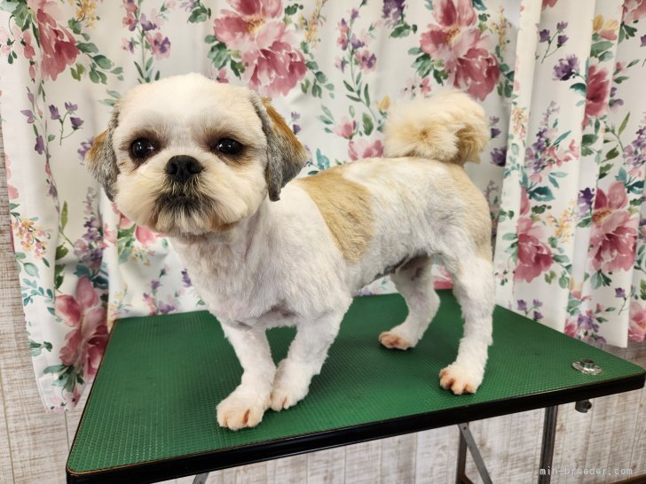 シーズー【・女の子・2024年5月15日・ホワイト&amp;ゴールド】