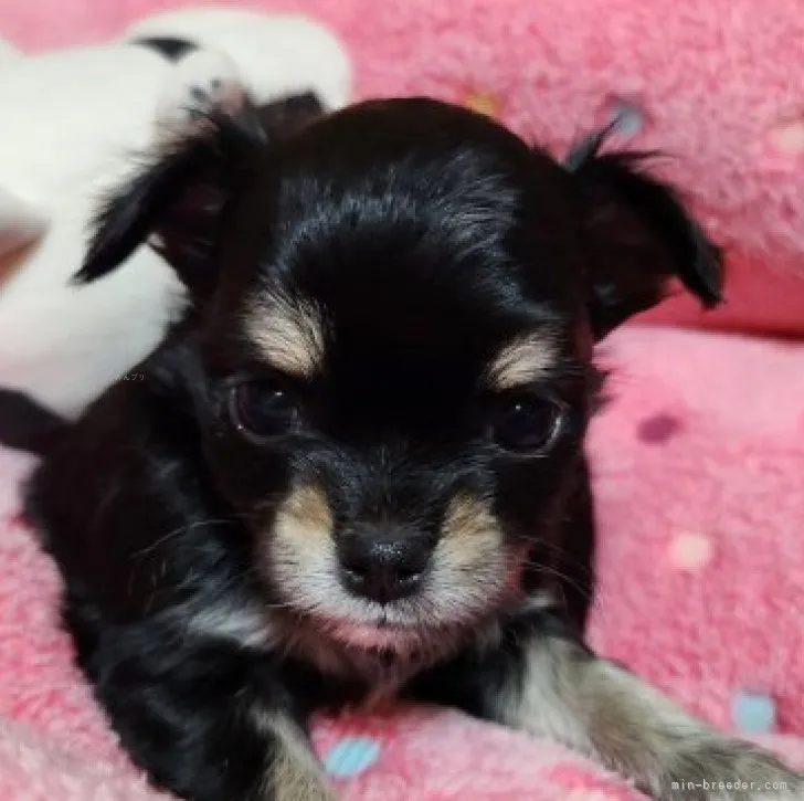 ID：2310-03388の子犬