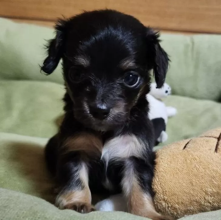 ID：2405-06903の子犬