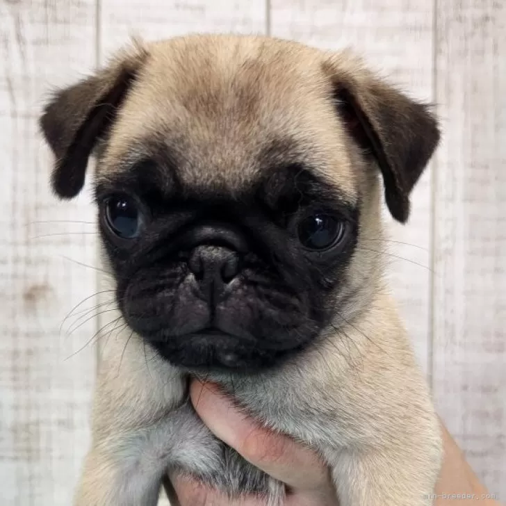 M.E 様のお迎えした子犬