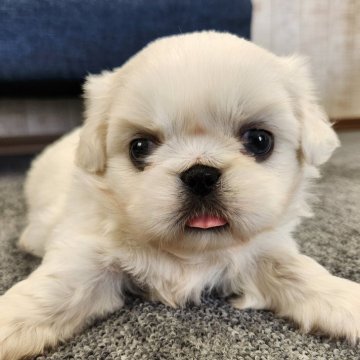 ペキニーズ【栃木県・男の子・2024年9月10日・ホワイト&クリーム】の写真「11/4まで掲載予定🐶」
