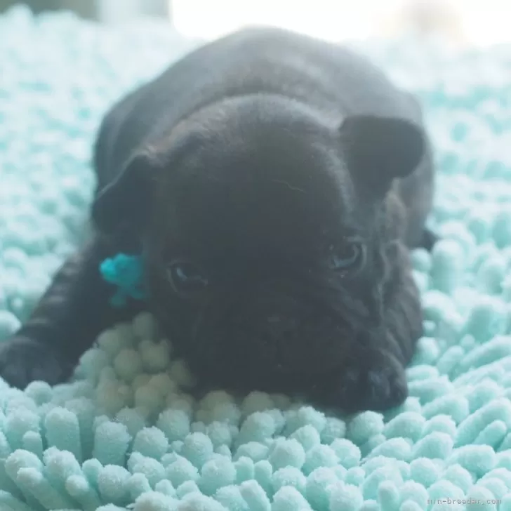 ID：2501-02024の子犬