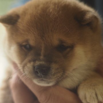 柴犬(豆柴)【長崎県・男の子・2025年2月3日・茶色】の写真「可愛い男の子です」