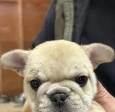 フレンチブルドッグ