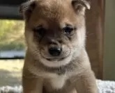 豆柴