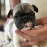 フレンチブルドッグ