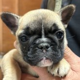 フレンチブルドッグ