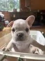 フレンチブルドッグ