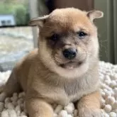 豆柴