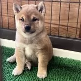 豆柴