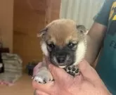 豆柴