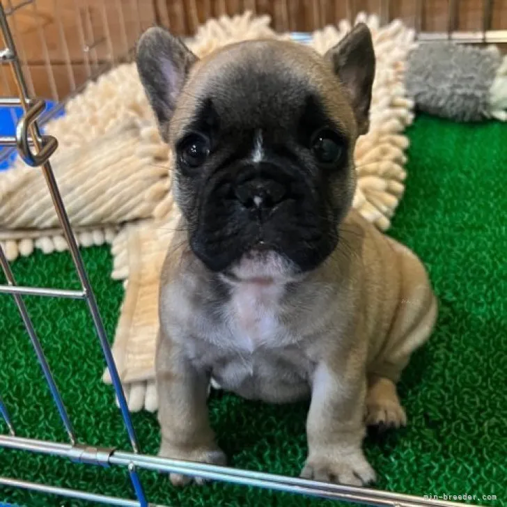 ID：2308-06542の子犬