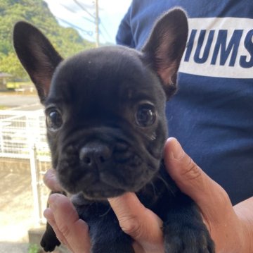 フレンチブルドッグ【長崎県・女の子・2024年7月13日・ブリンドル】の写真「可愛らしい女の子です」