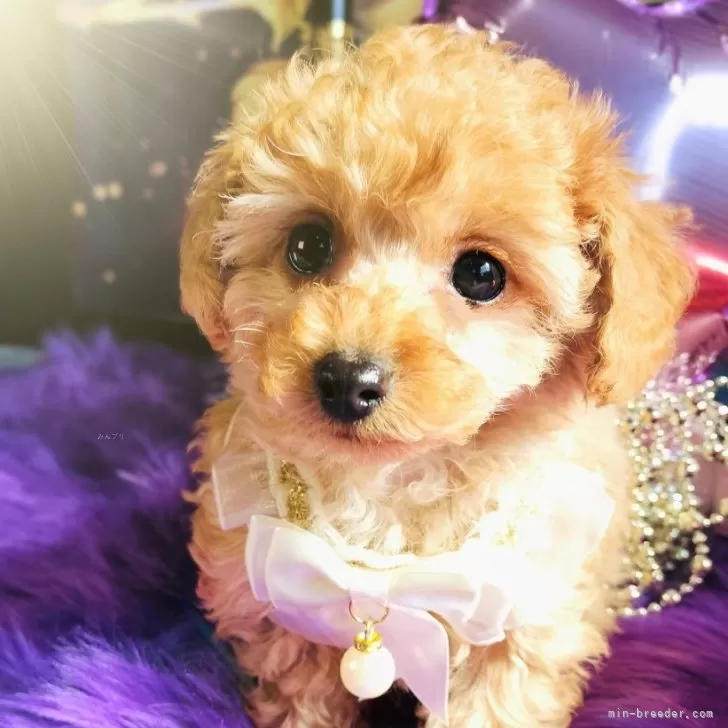 ID:2501-03426の子犬