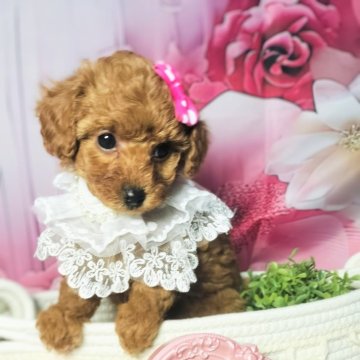 トイプードル(タイニー)【愛媛県・女の子・2024年12月15日・レッド】の写真「pretty💞pretty💞」