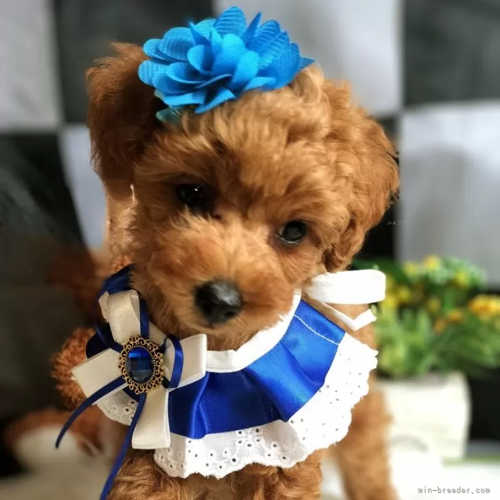 ID:2406-06004の子犬