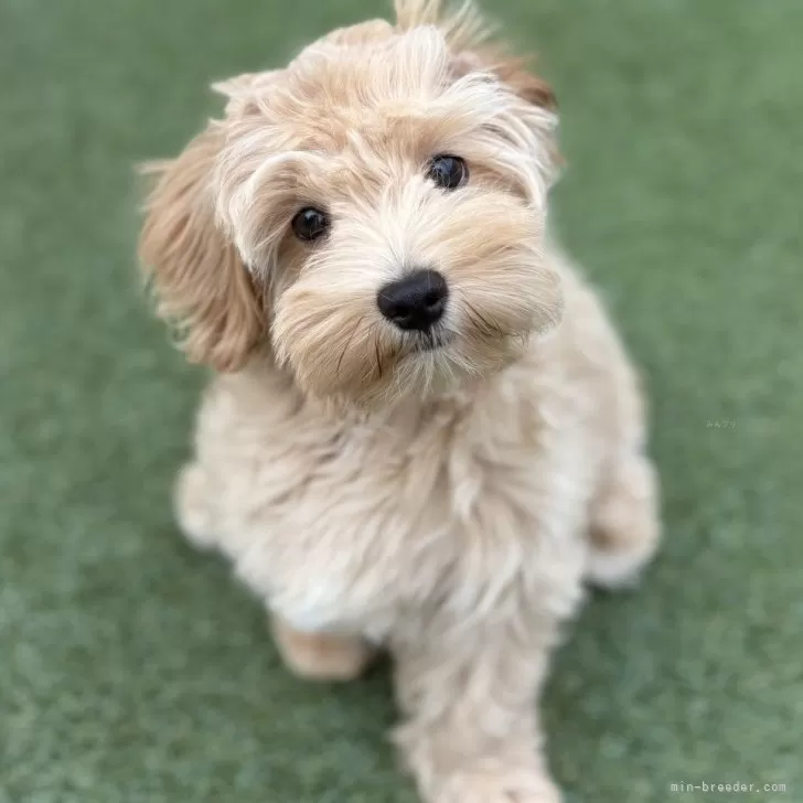 ID：2408-02375の子犬