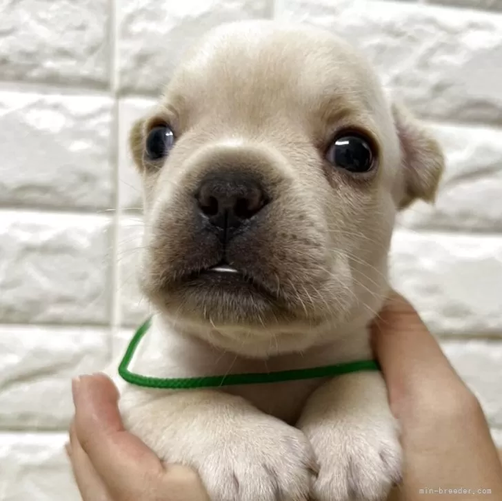 ID:2508-00847の子犬