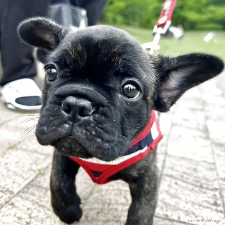 A.T 様のお迎えした子犬