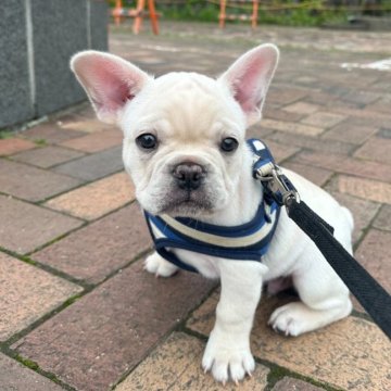 フレンチブルドッグ【静岡県・男の子・2025年4月5日・クリーム】の写真「お顔も大きく可愛らしいオス君です🥰✨」