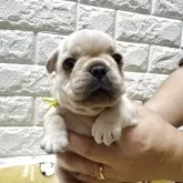 フレンチブルドッグ