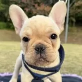 フレンチブルドッグ