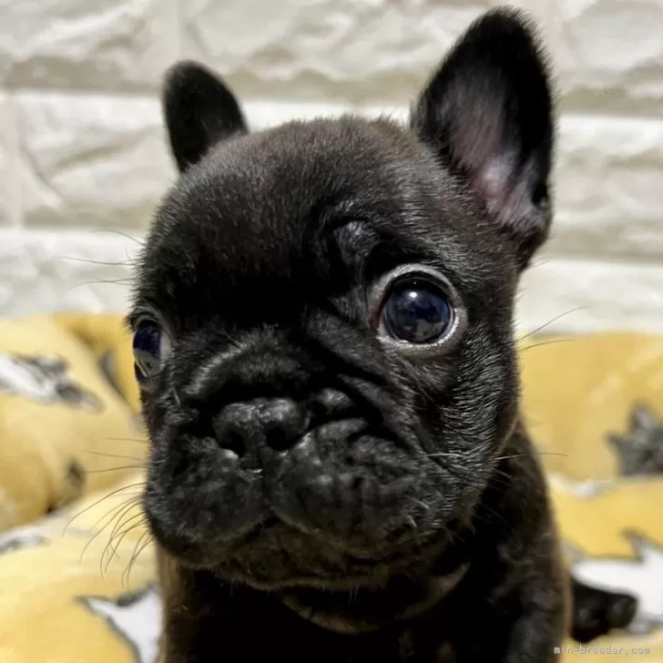 るんち 様のお迎えした子犬