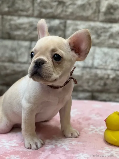 ID：2109-04176の子犬