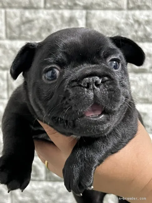 T.F 様のお迎えした子犬