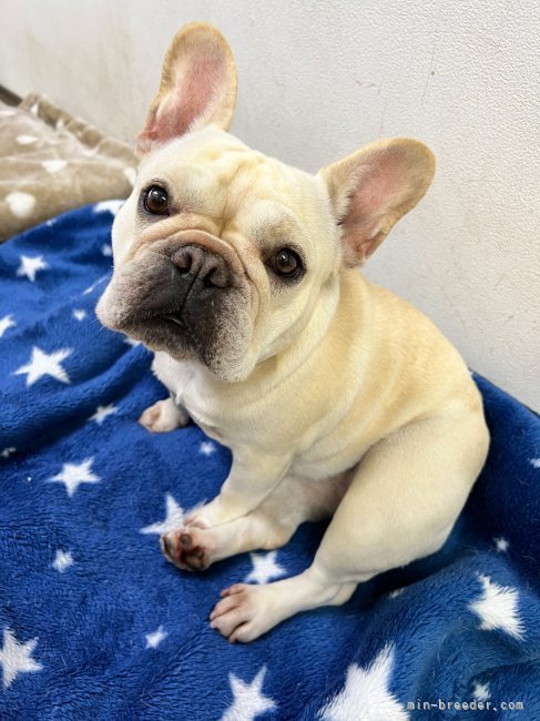 フレンチブルドッグ【・女の子・2020年9月22日・クリーム】