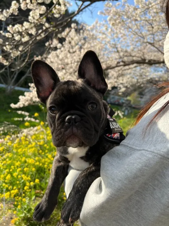 ID：2112-04335の子犬