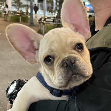 フレンチブルドッグ【静岡県・女の子・2024年6月3日・クリーム】の写真「可愛らしいお顔です❤️」