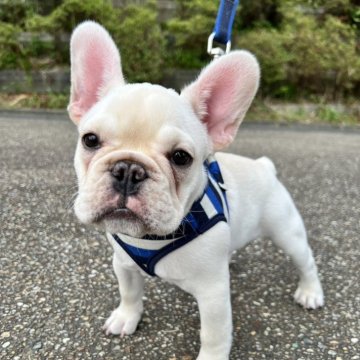 フレンチブルドッグ【静岡県・女の子・2024年3月17日・クリーム】の写真「かわいいお顔の女の子です💕✨
お散歩上手です♫」